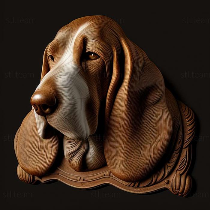 Basset Hound dog